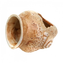 i.catalog_items_name