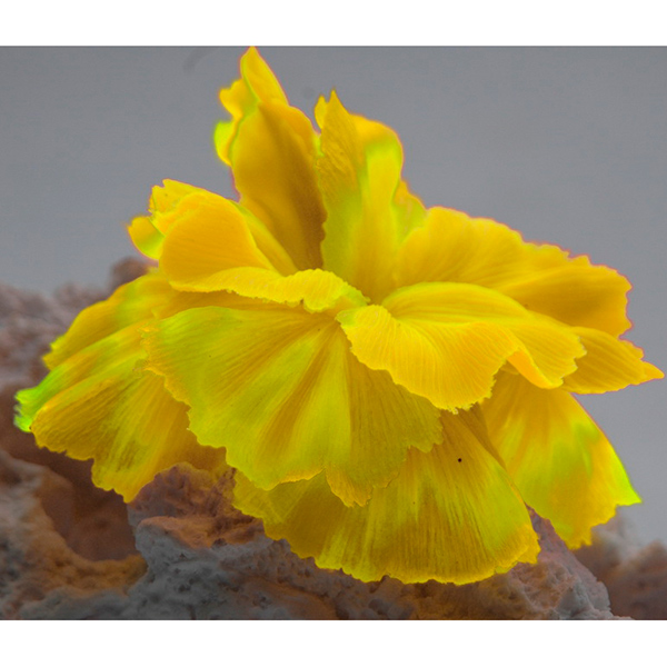 Коралл силиконовый желтый 14х11х9см (SH205SY)